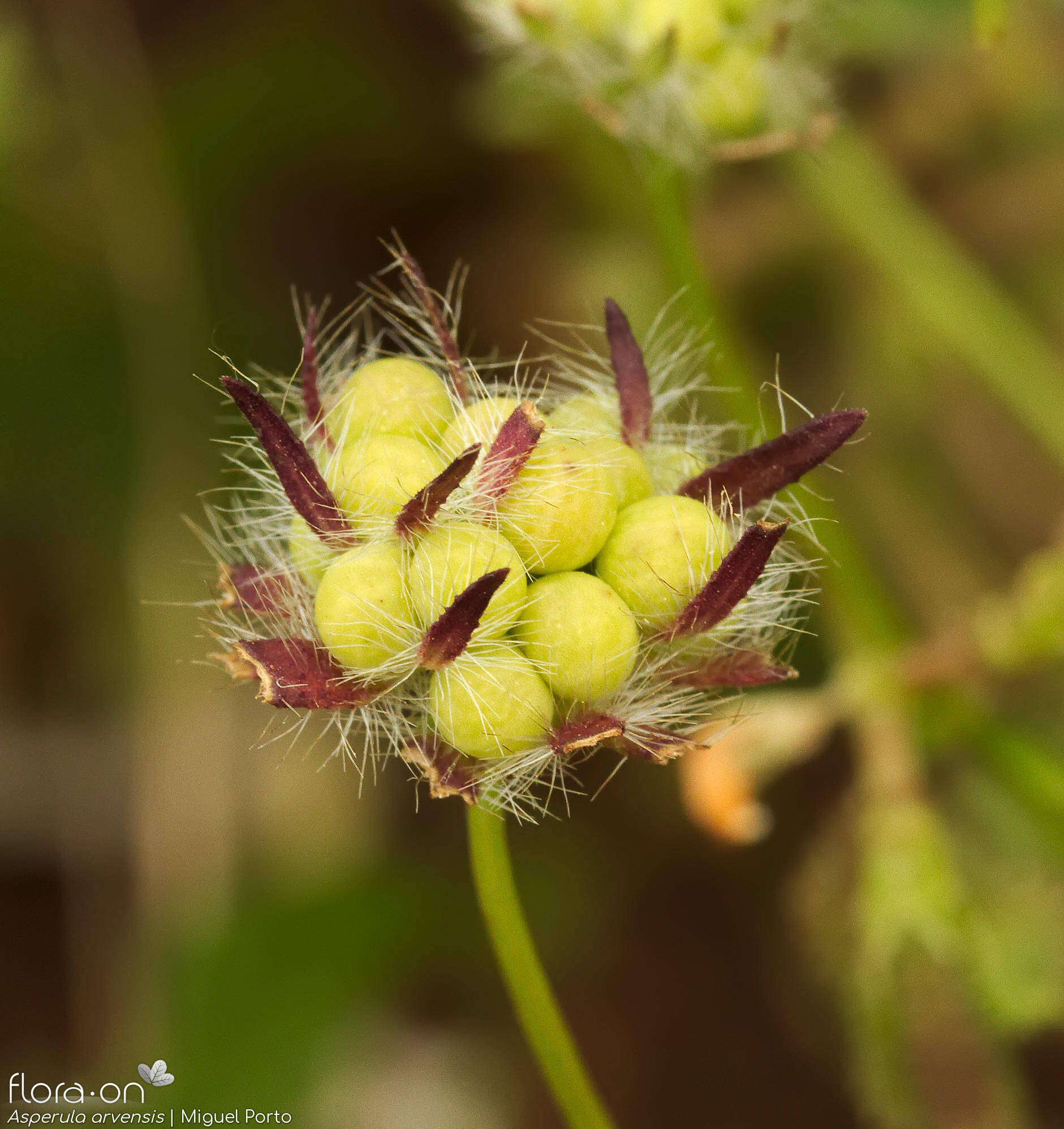 Asperula arvensis - Fruto | Miguel Porto; CC BY-NC 4.0