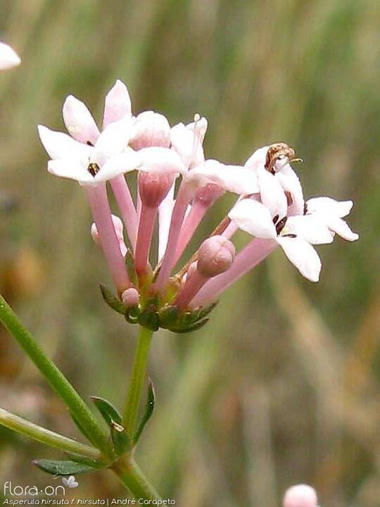Asperula hirsuta hirsuta - Flor (close-up) | André Carapeto; CC BY-NC 4.0