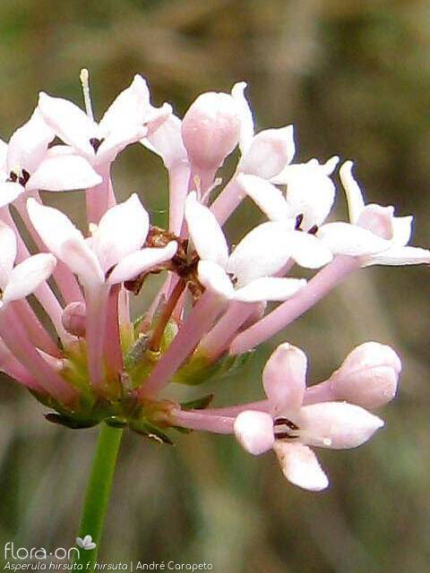 Asperula hirsuta hirsuta - Flor (close-up) | André Carapeto; CC BY-NC 4.0