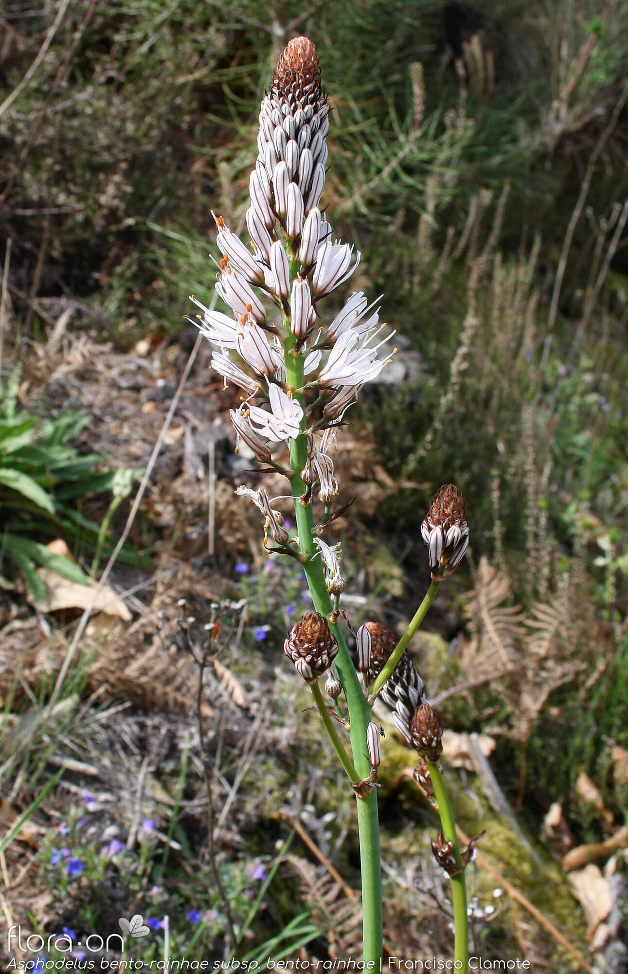 Asphodelus bento-rainhae bento-rainhae - Flor (geral) | Francisco Clamote; CC BY-NC 4.0