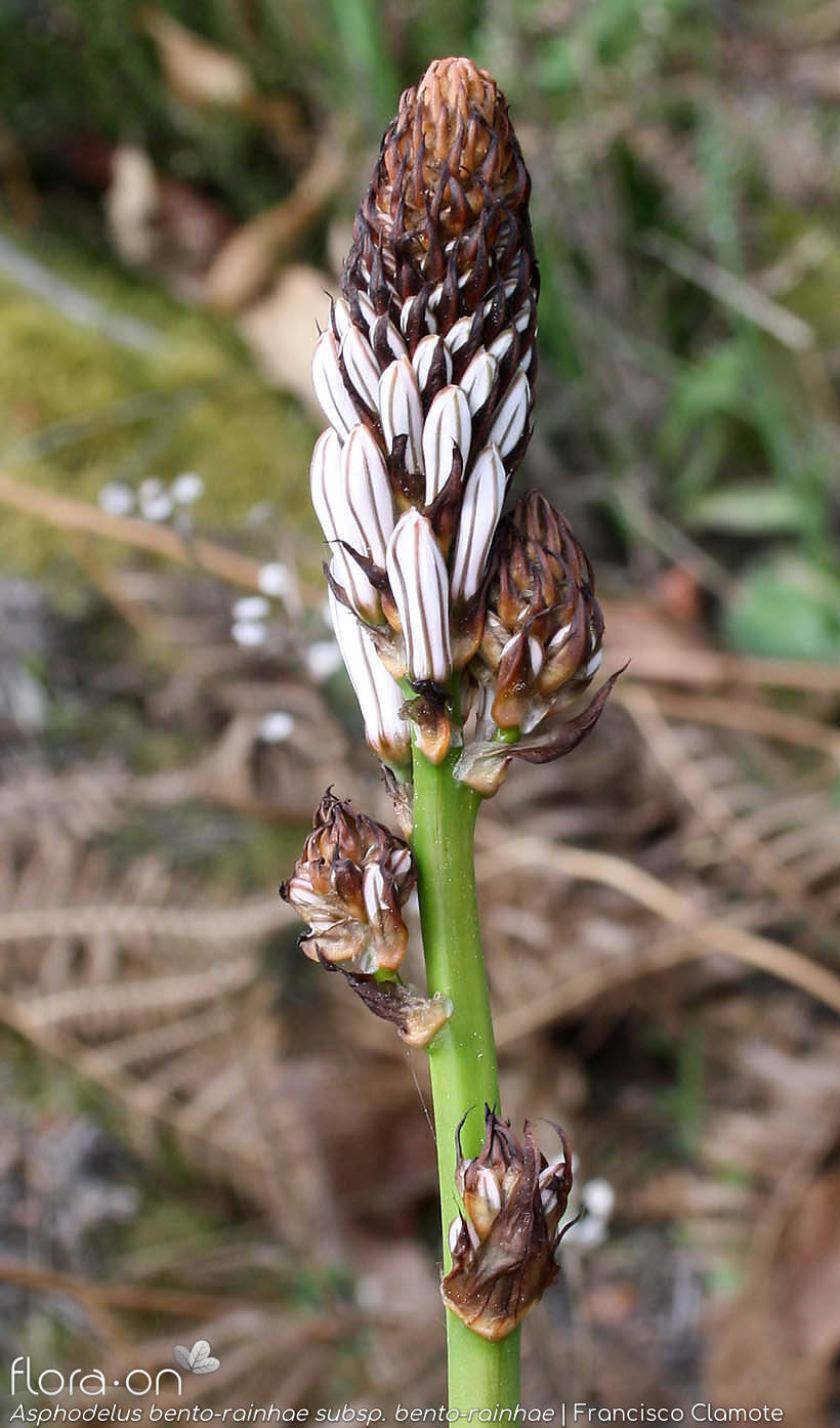 Asphodelus bento-rainhae bento-rainhae - Flor (geral) | Francisco Clamote; CC BY-NC 4.0