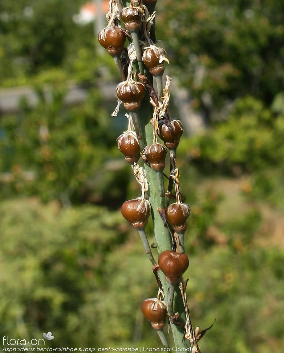 Asphodelus bento-rainhae bento-rainhae - Fruto | Francisco Clamote; CC BY-NC 4.0