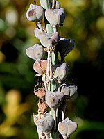 Asphodelus bento-rainhae