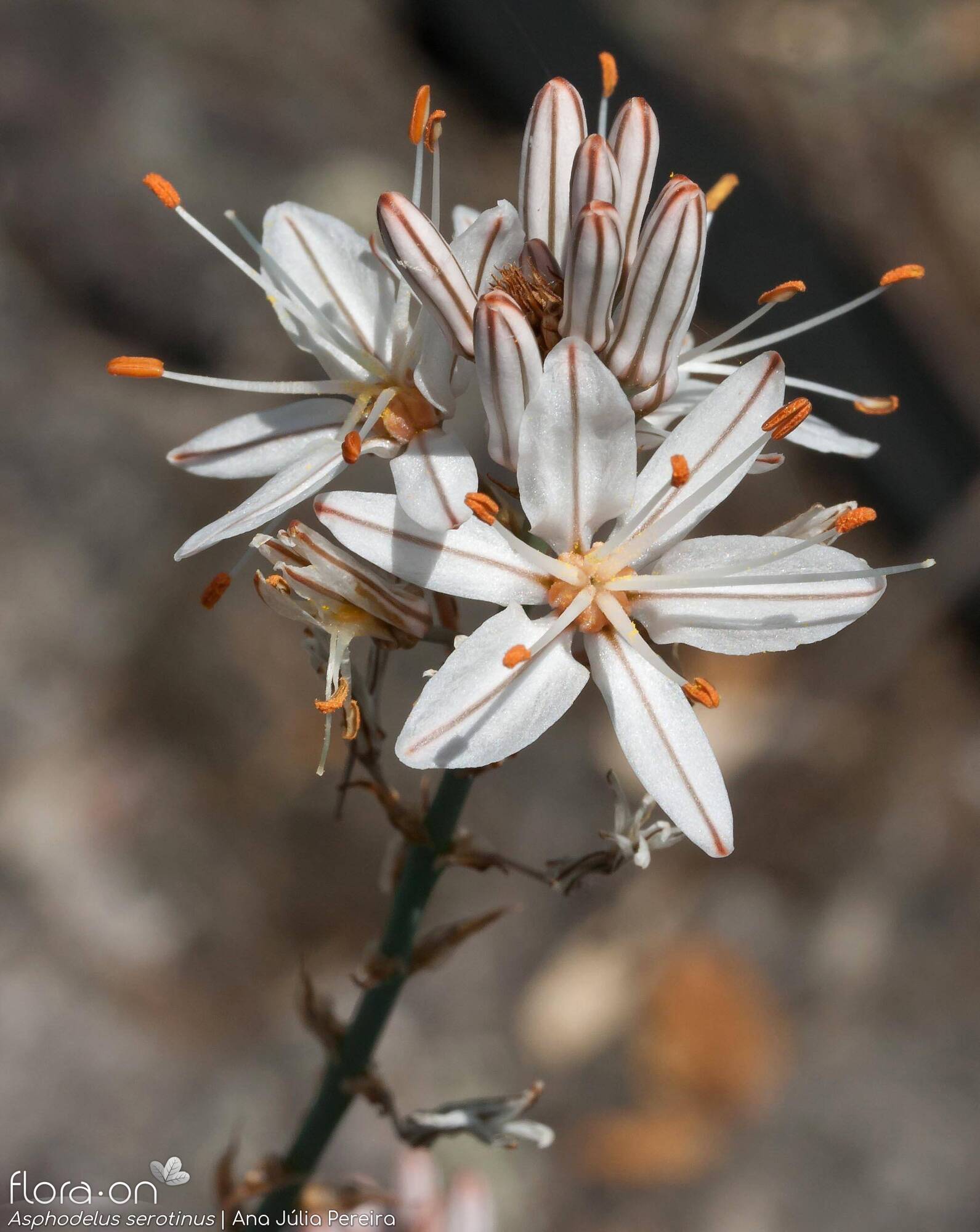Asphodelus serotinus - Flor (close-up) | Ana Júlia Pereira; CC BY-NC 4.0
