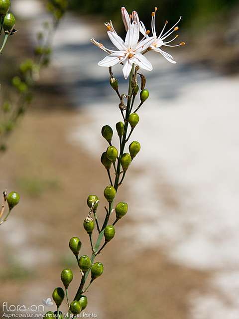 Asphodelus serotinus - Flor (geral) | Miguel Porto; CC BY-NC 4.0