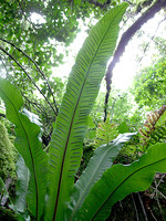 Aspleniaceae