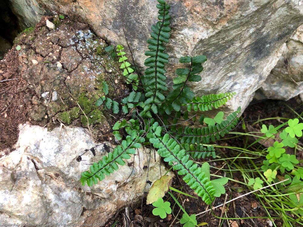 Asplenium trichomanes