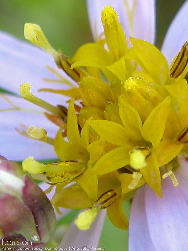 Aster tripolium pannonicus - Flor (close-up) | Ana Júlia Pereira; CC BY-NC 4.0