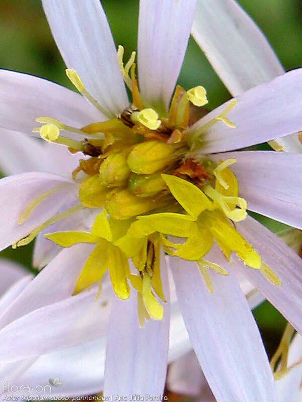 Aster tripolium pannonicus - Flor (close-up) | Ana Júlia Pereira; CC BY-NC 4.0