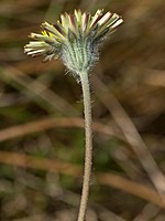 Asteraceae