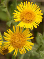 Asteraceae