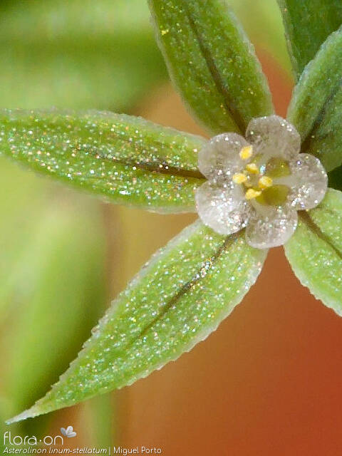 Asterolinon linum-stellatum - Flor (close-up) | Miguel Porto; CC BY-NC 4.0