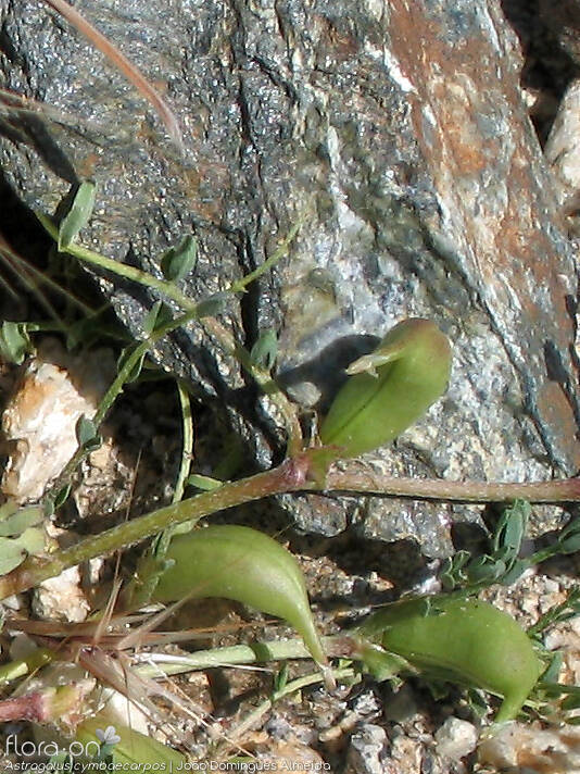 Astragalus cymbaecarpos