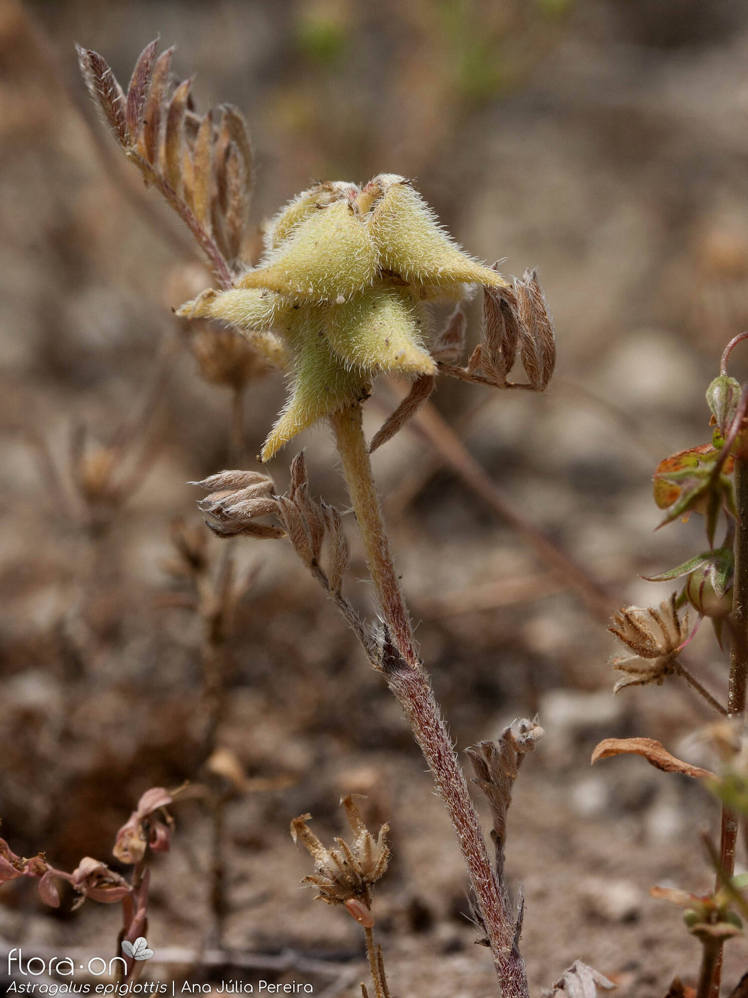 Astragalus epiglottis - Fruto | Ana Júlia Pereira; CC BY-NC 4.0