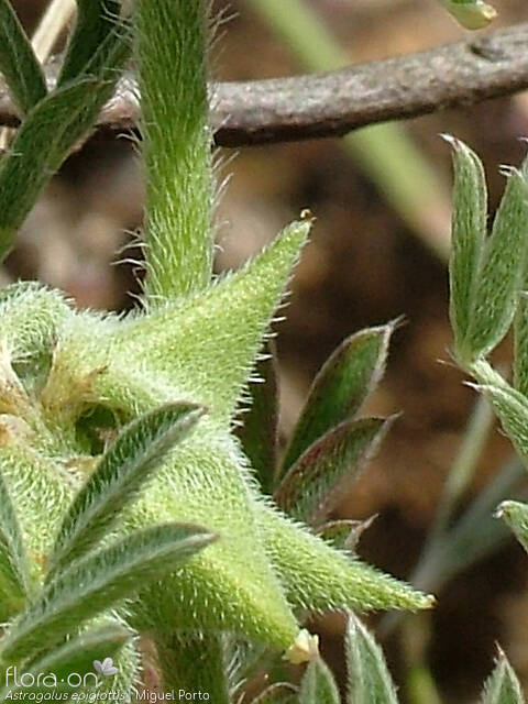 Astragalus epiglottis - Fruto | Miguel Porto; CC BY-NC 4.0
