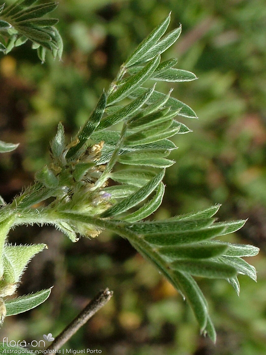 Astragalus epiglottis - Folha | Miguel Porto; CC BY-NC 4.0