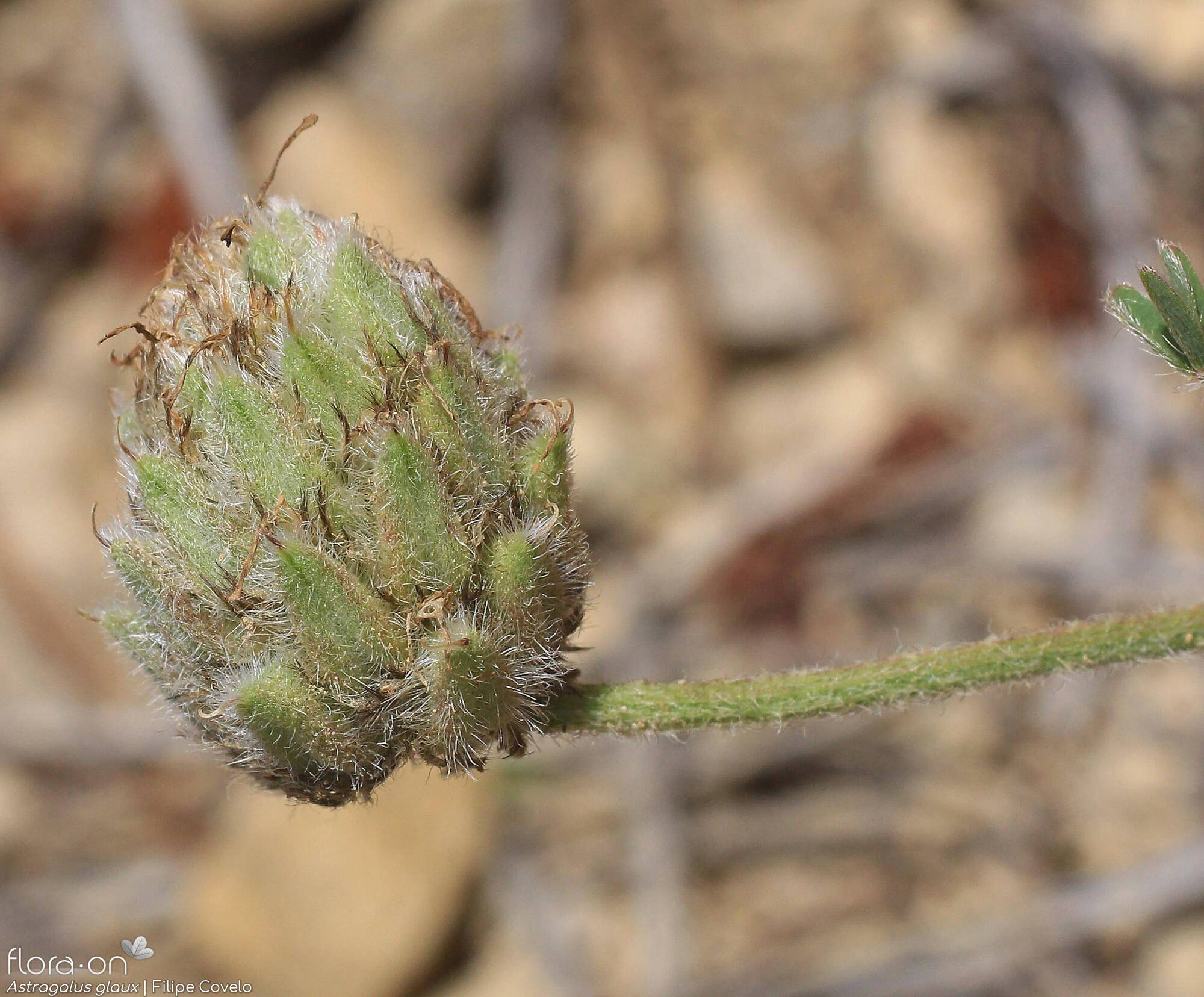 Astragalus glaux - Fruto | Filipe Covelo; CC BY-NC 4.0
