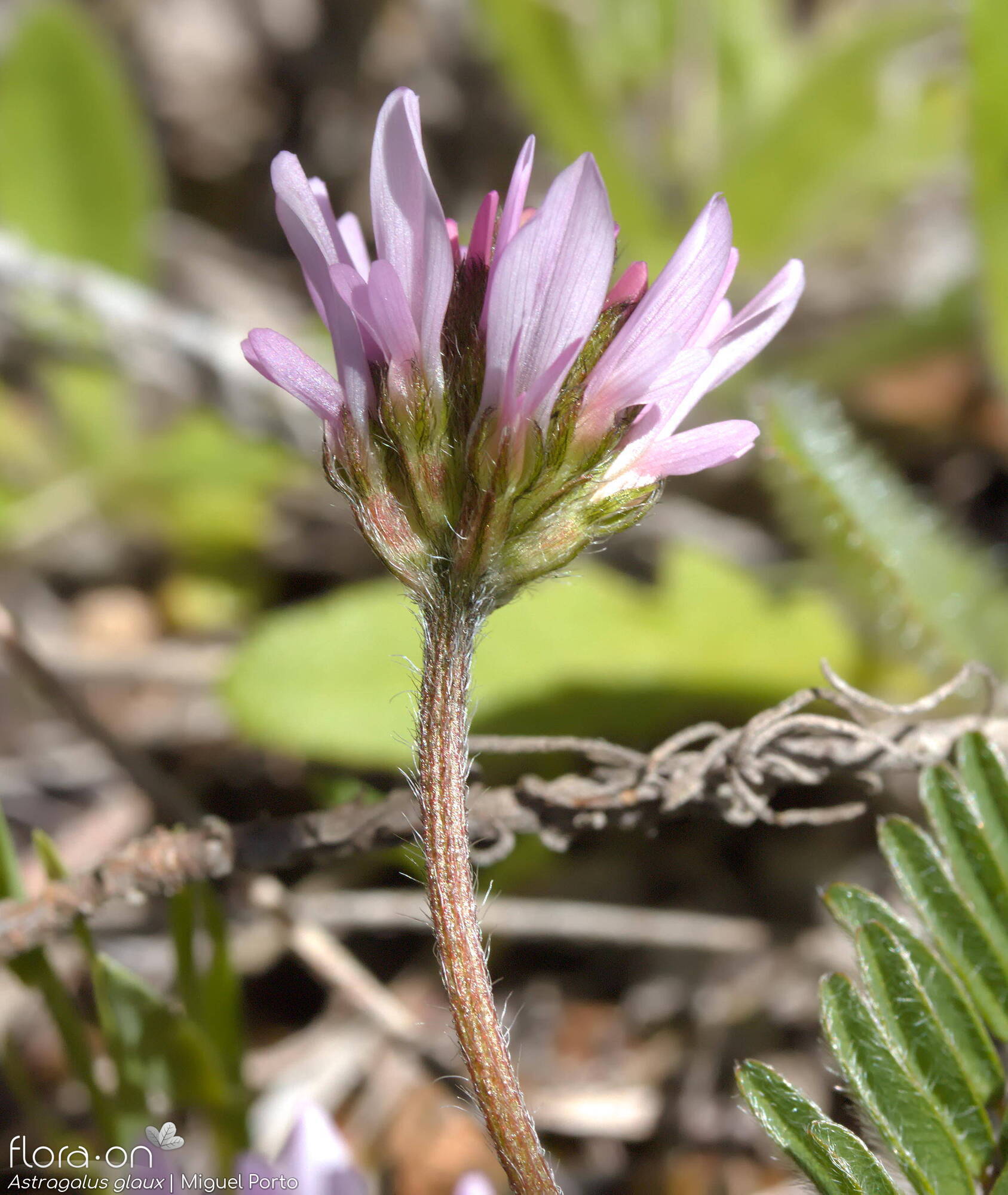 Astragalus glaux - Flor (geral) | Miguel Porto; CC BY-NC 4.0