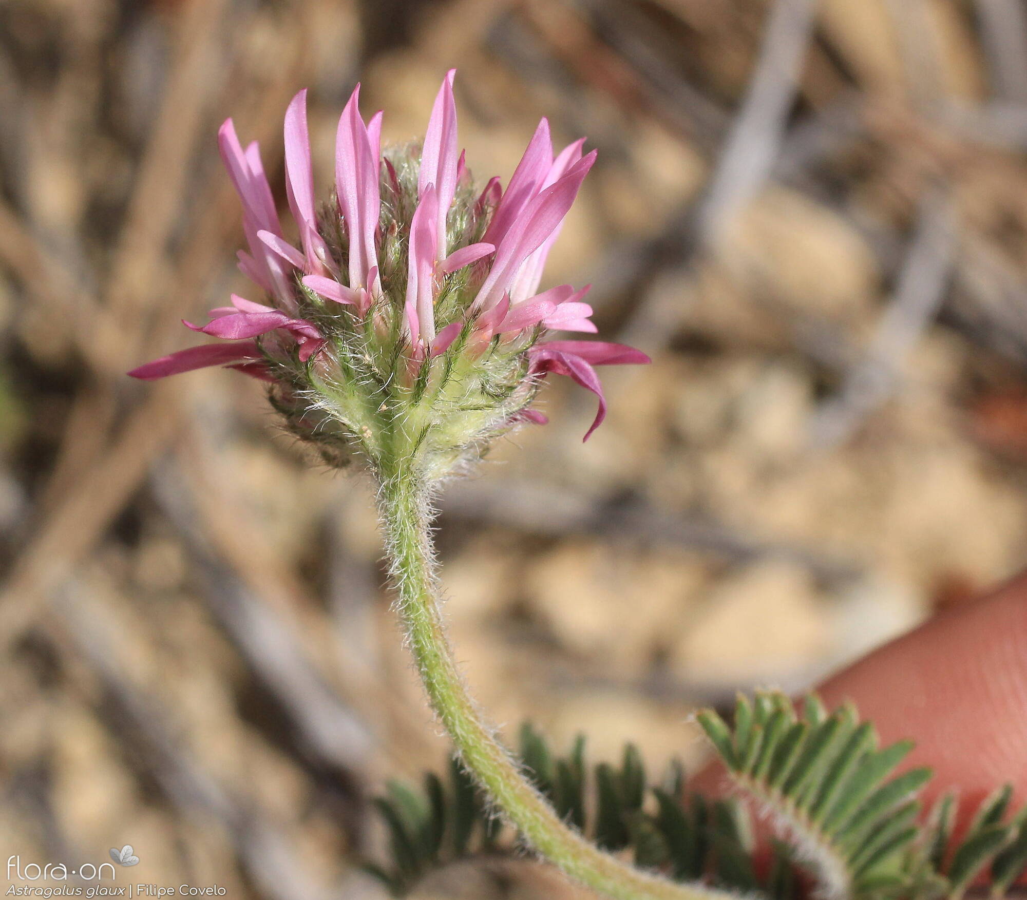 Astragalus glaux - Flor (geral) | Filipe Covelo; CC BY-NC 4.0