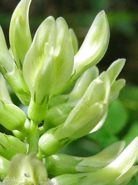 Astragalus glycyphyllos - Flor (close-up) | Alexandre Silva; CC BY-NC 4.0