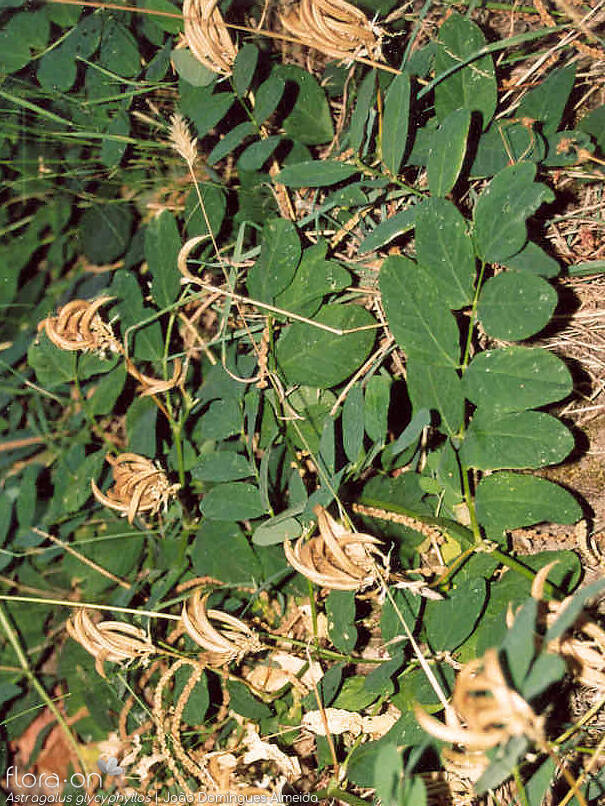 Astragalus glycyphyllos - Folha | João Domingues Almeida; CC BY-NC 4.0