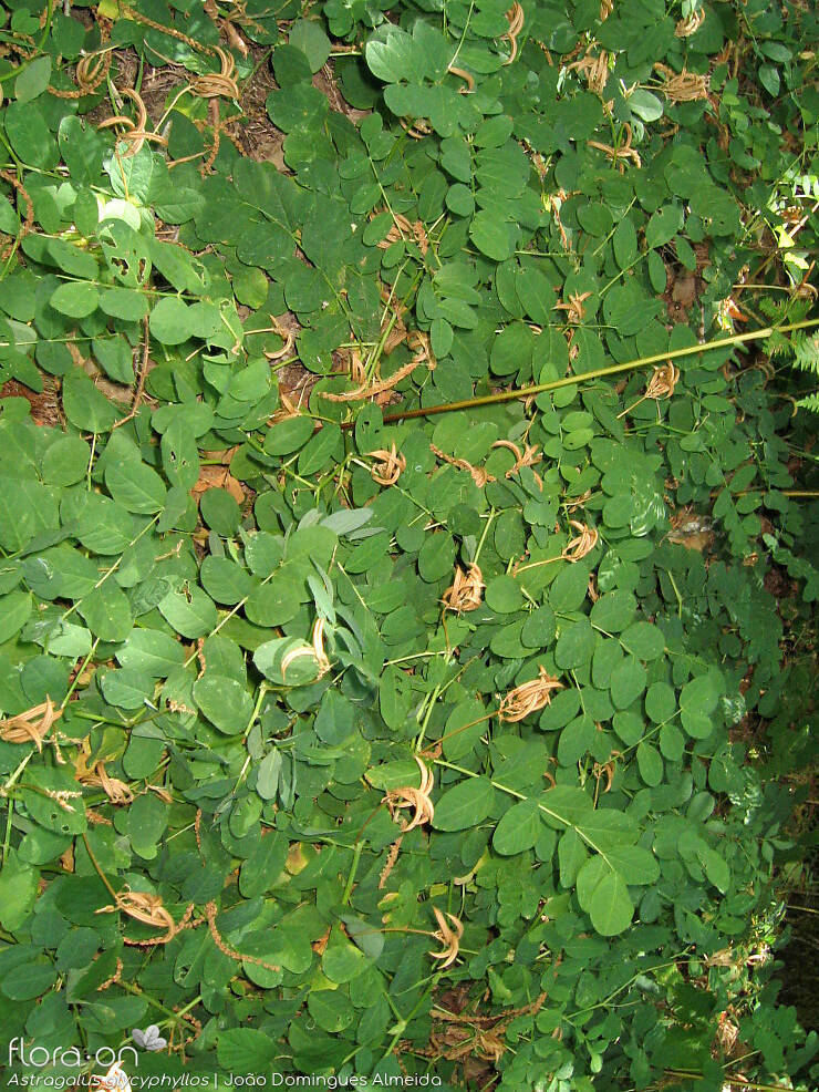 Astragalus glycyphyllos - Hábito | João Domingues Almeida; CC BY-NC 4.0
