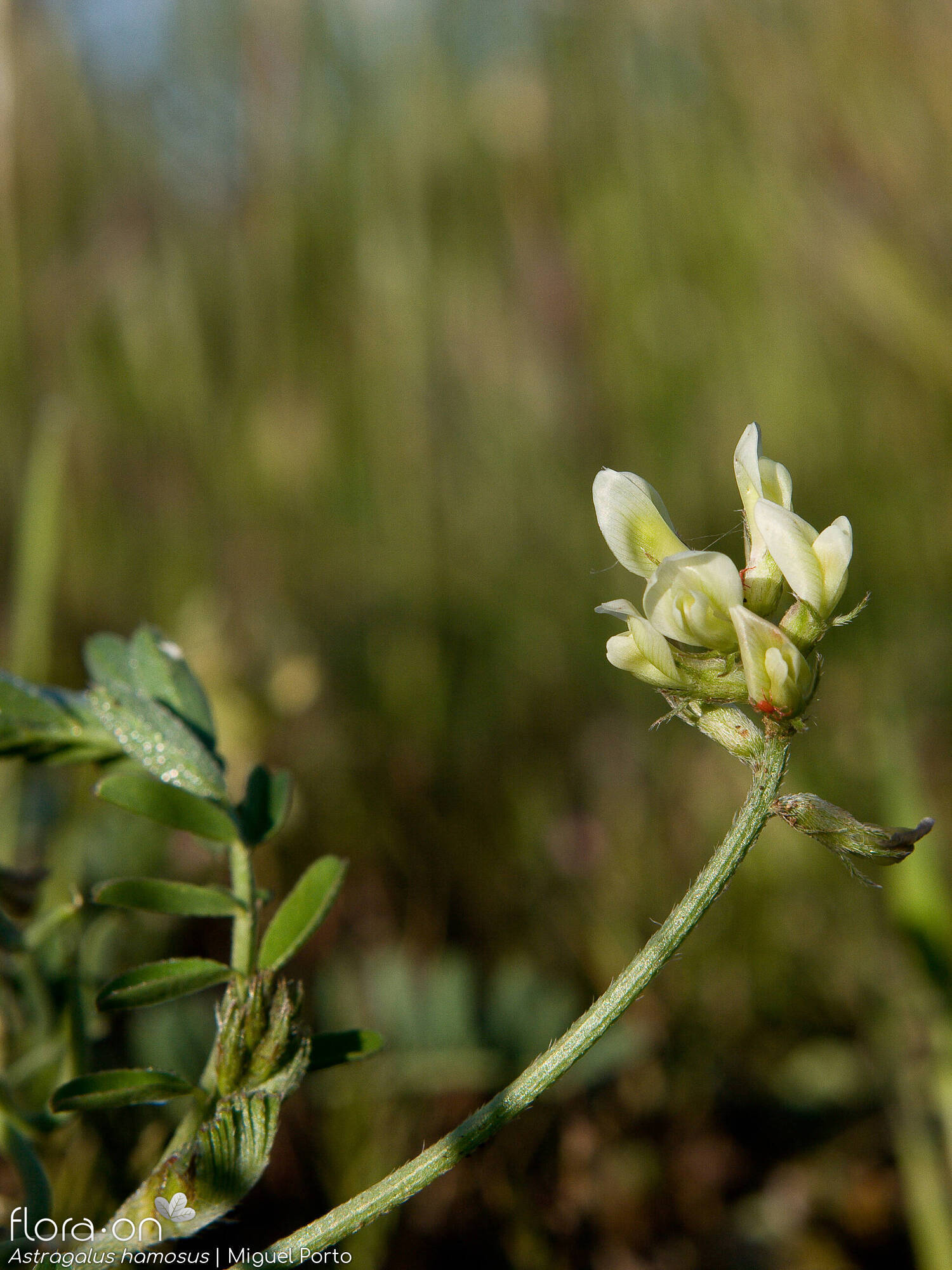 Astragalus hamosus - Flor (geral) | Miguel Porto; CC BY-NC 4.0