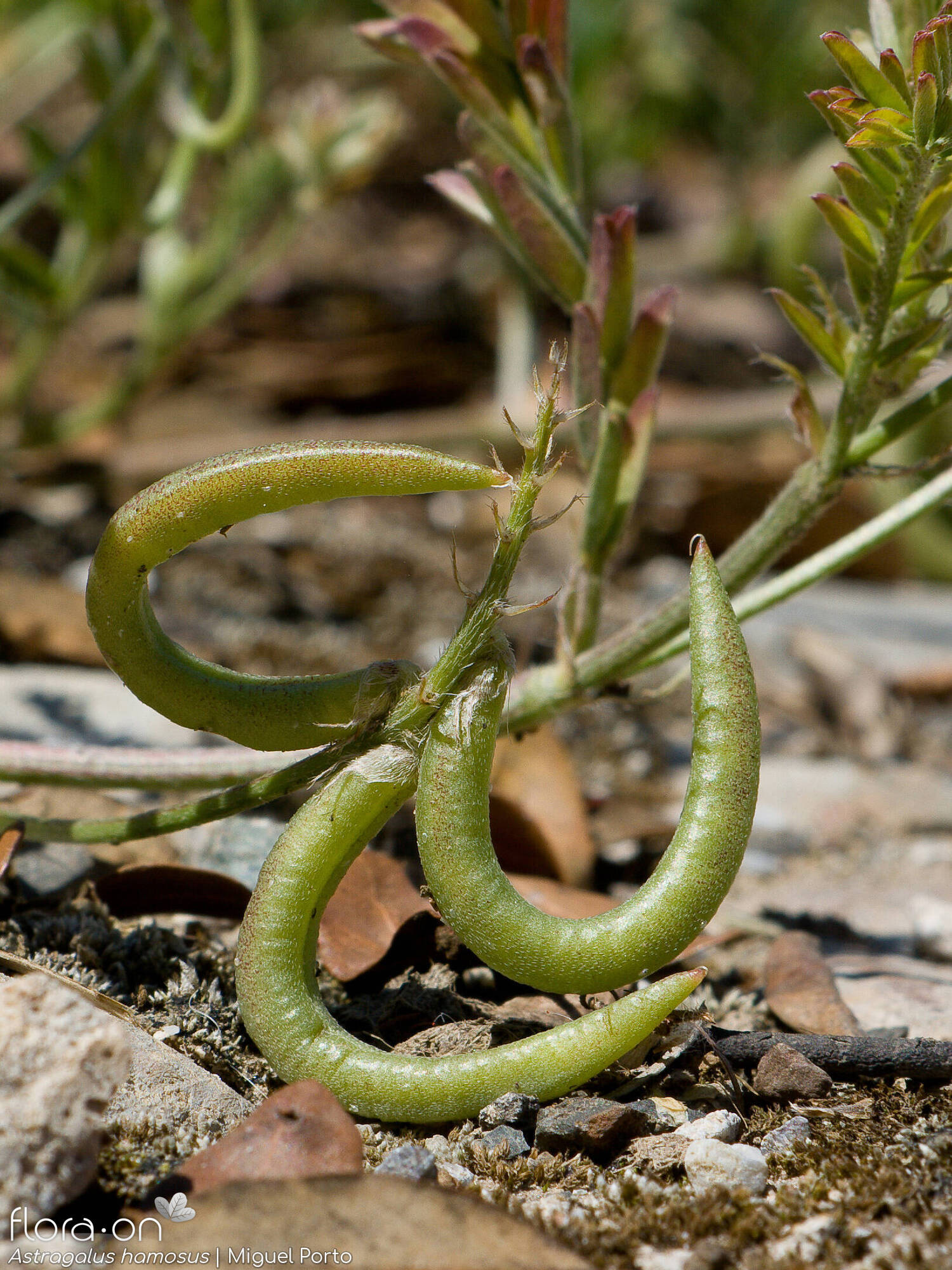 Astragalus hamosus - Fruto | Miguel Porto; CC BY-NC 4.0