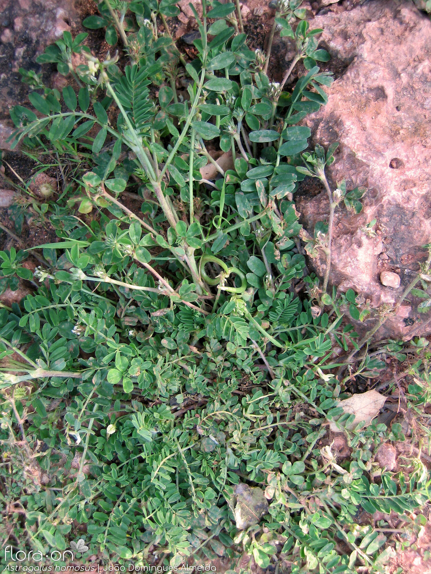 Astragalus hamosus - Hábito | João Domingues Almeida; CC BY-NC 4.0