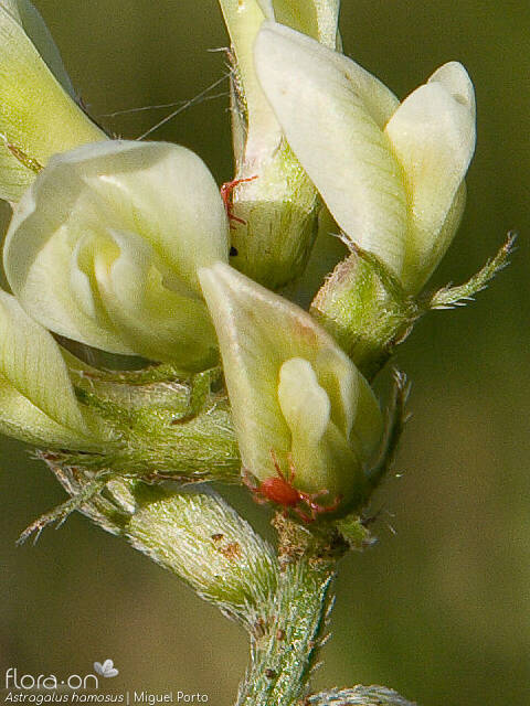 Astragalus hamosus - Flor (close-up) | Miguel Porto; CC BY-NC 4.0
