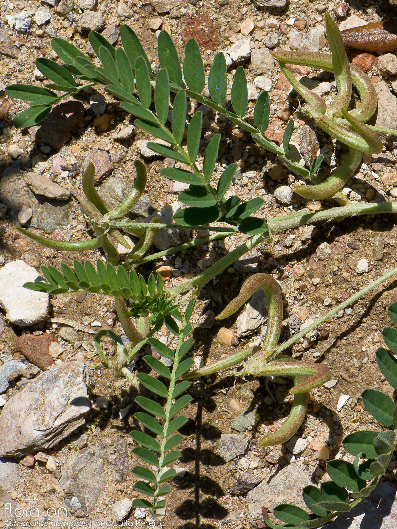 Astragalus hamosus - Hábito | Ana Júlia Pereira; CC BY-NC 4.0