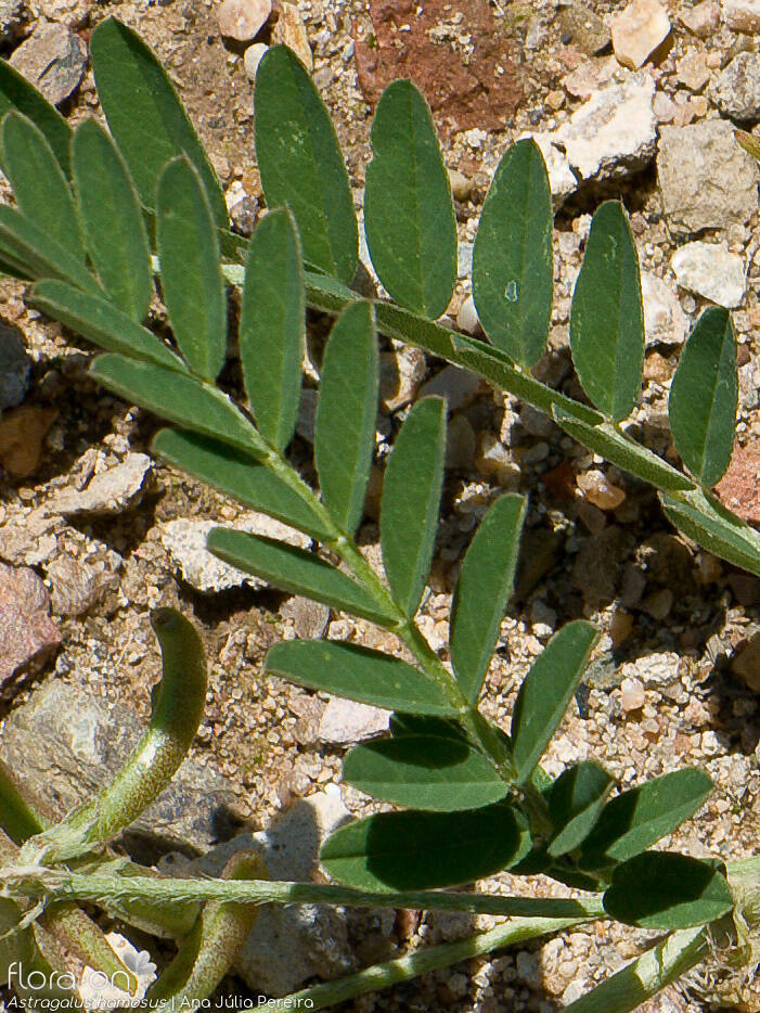 Astragalus hamosus - Folha | Ana Júlia Pereira; CC BY-NC 4.0