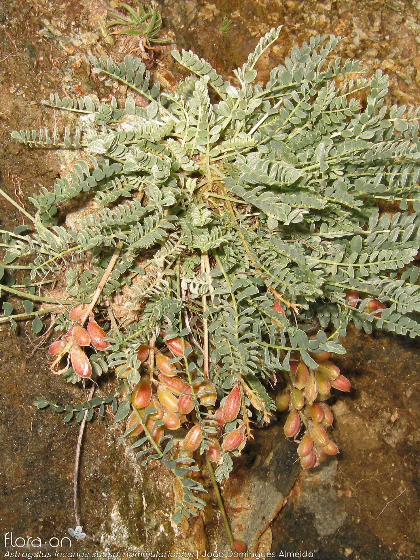 Astragalus incanus nummularioides - Hábito | João Domingues Almeida; CC BY-NC 4.0