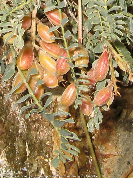 Astragalus incanus nummularioides - Fruto | João Domingues Almeida; CC BY-NC 4.0
