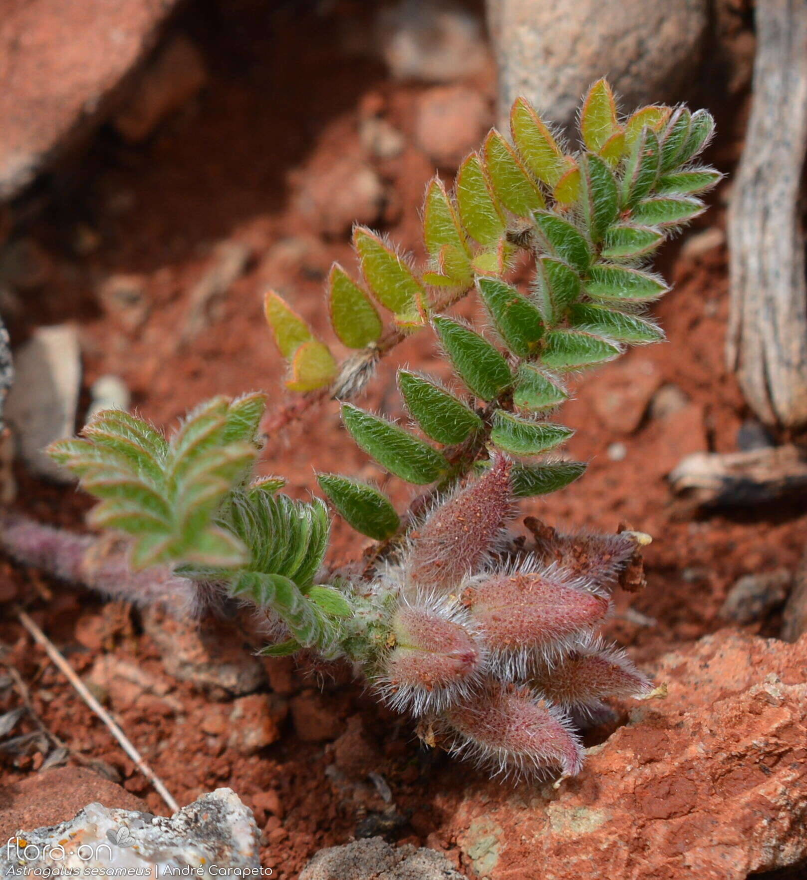 Astragalus sesameus - Fruto | André Carapeto; CC BY-NC 4.0