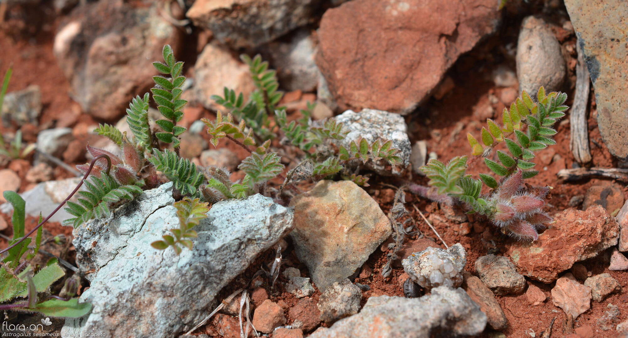 Astragalus sesameus - Hábito | André Carapeto; CC BY-NC 4.0