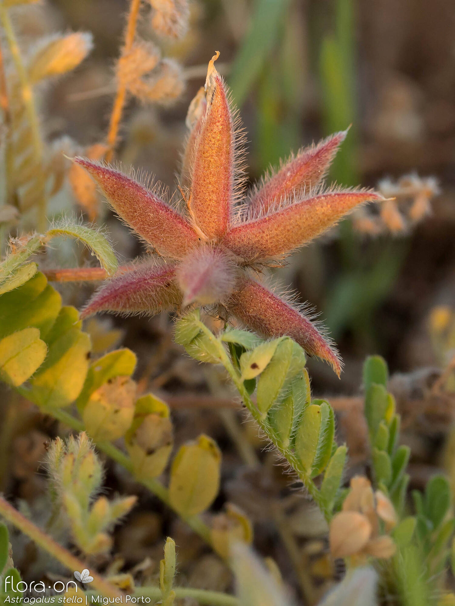 Astragalus stella - Fruto | Miguel Porto; CC BY-NC 4.0