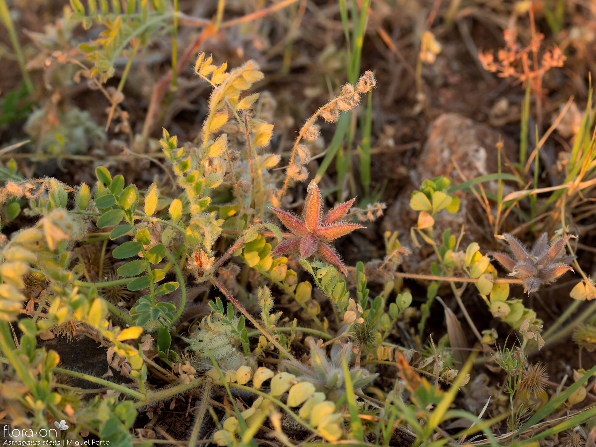 Astragalus stella - Hábito | Miguel Porto; CC BY-NC 4.0