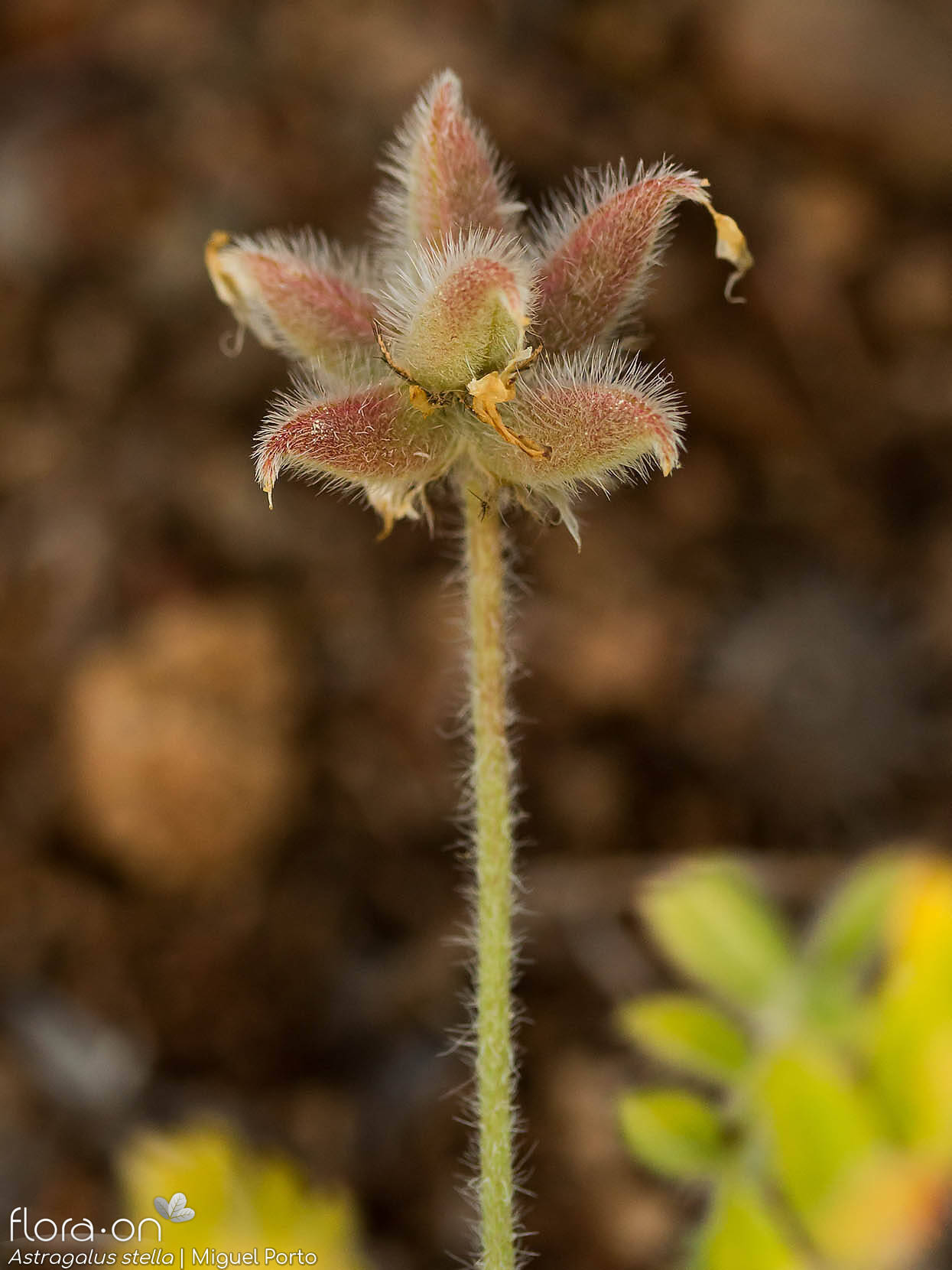 Astragalus stella - Fruto | Miguel Porto; CC BY-NC 4.0
