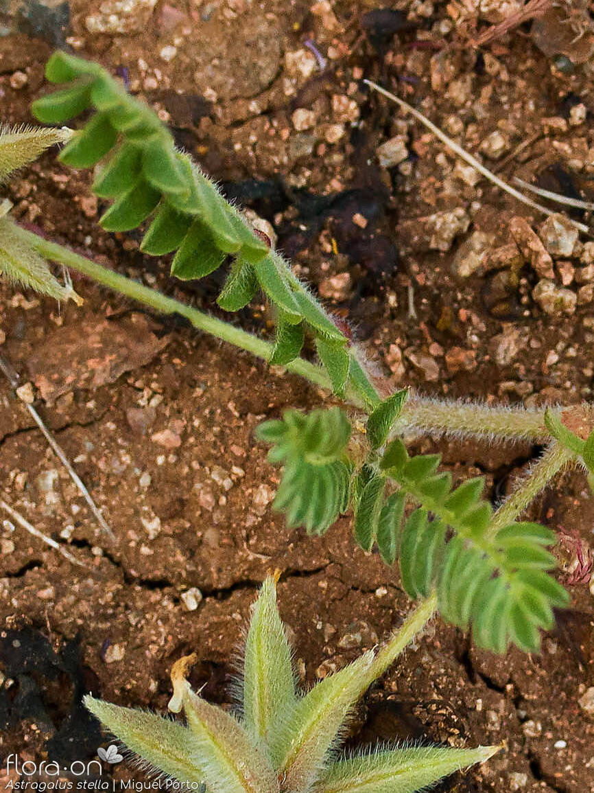 Astragalus stella - Folha (geral) | Miguel Porto; CC BY-NC 4.0