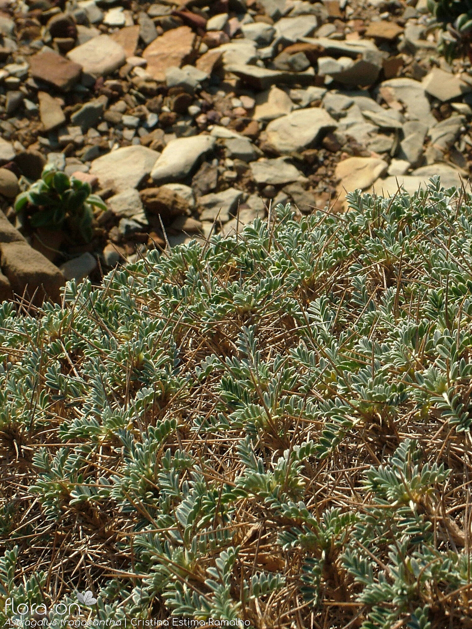 Astragalus tragacantha - Hábito | Cristina Estima Ramalho; CC BY-NC 4.0