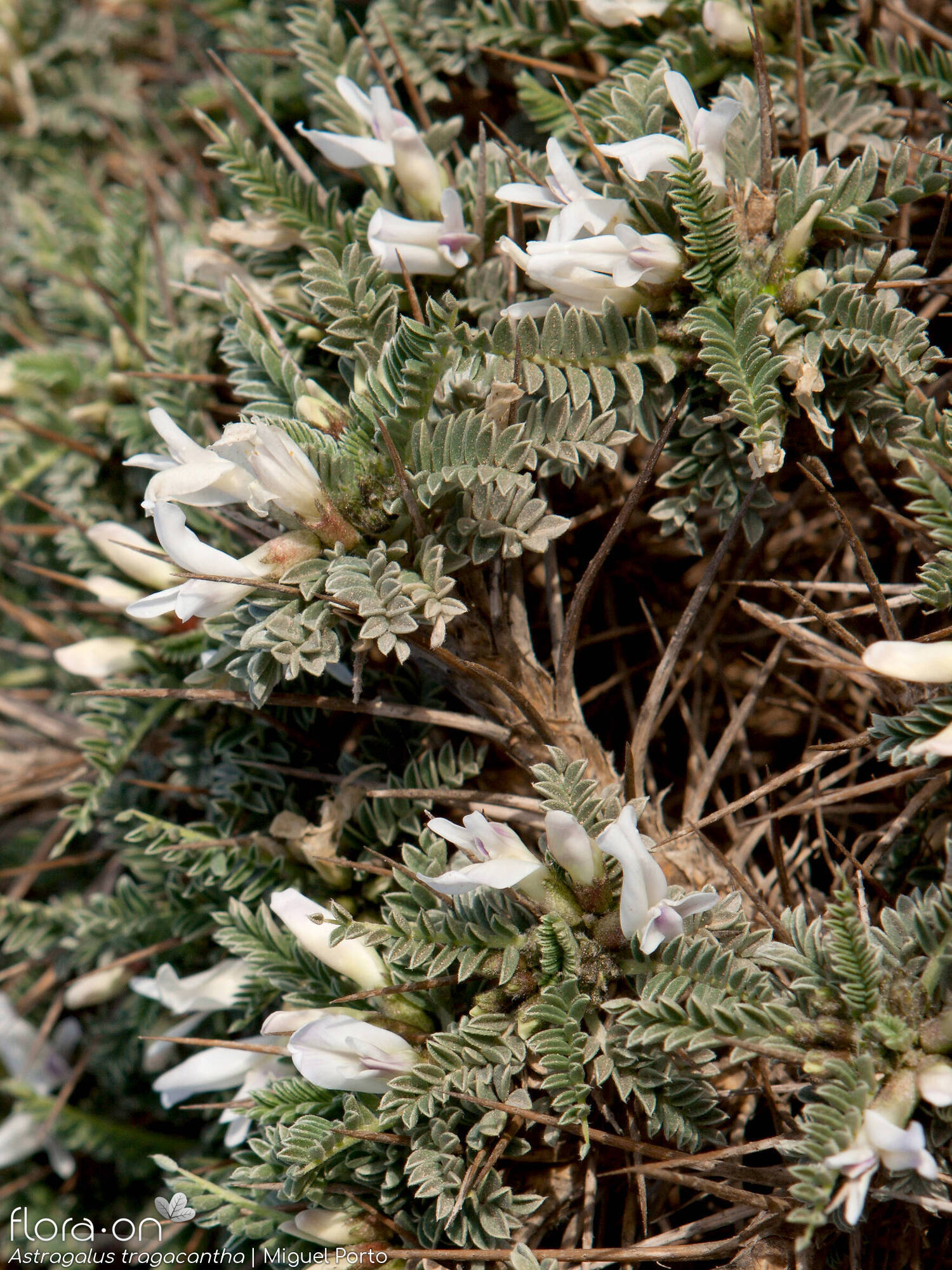 Astragalus tragacantha - Flor (geral) | Miguel Porto; CC BY-NC 4.0
