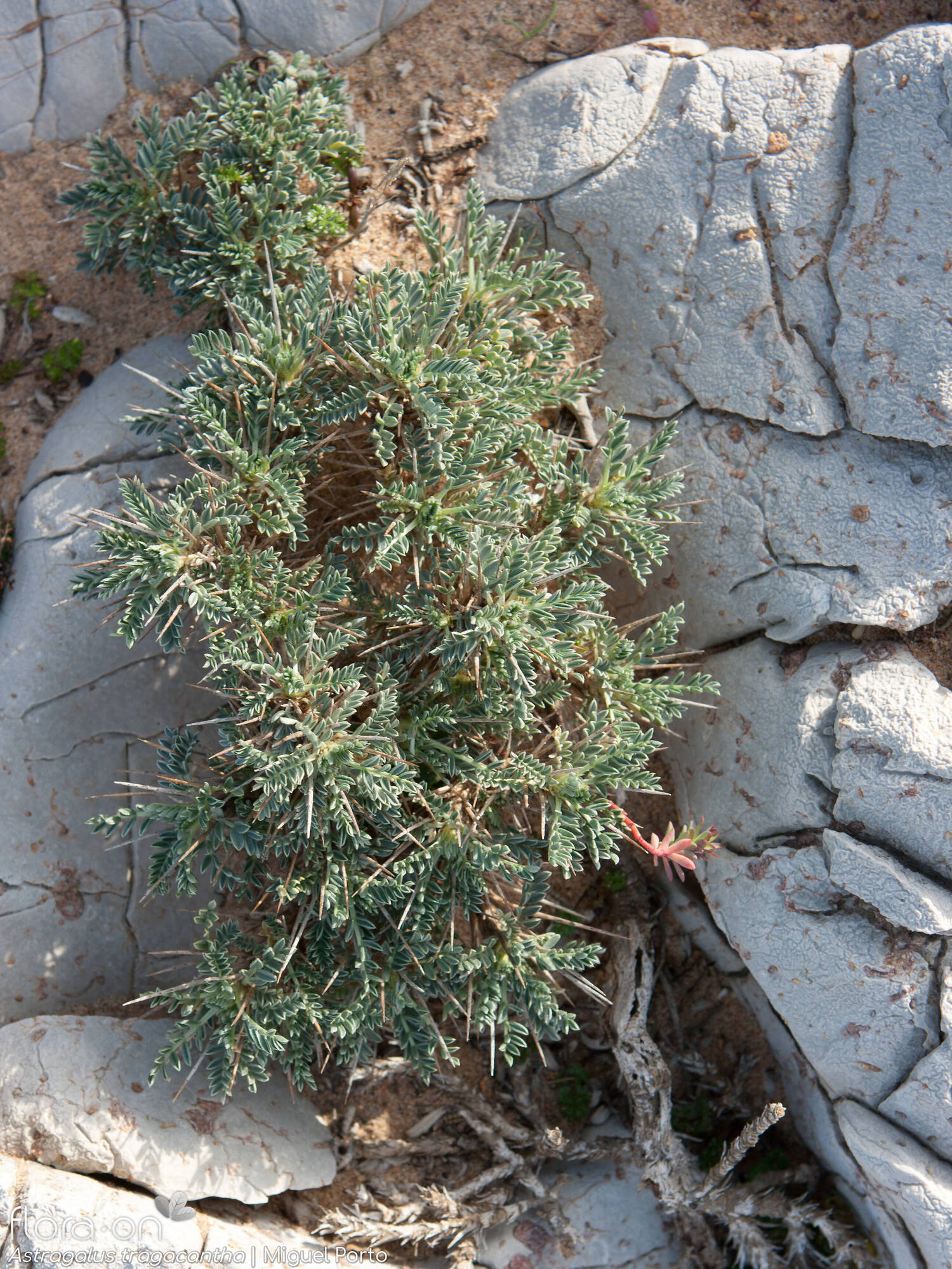 Astragalus tragacantha - Hábito | Miguel Porto; CC BY-NC 4.0