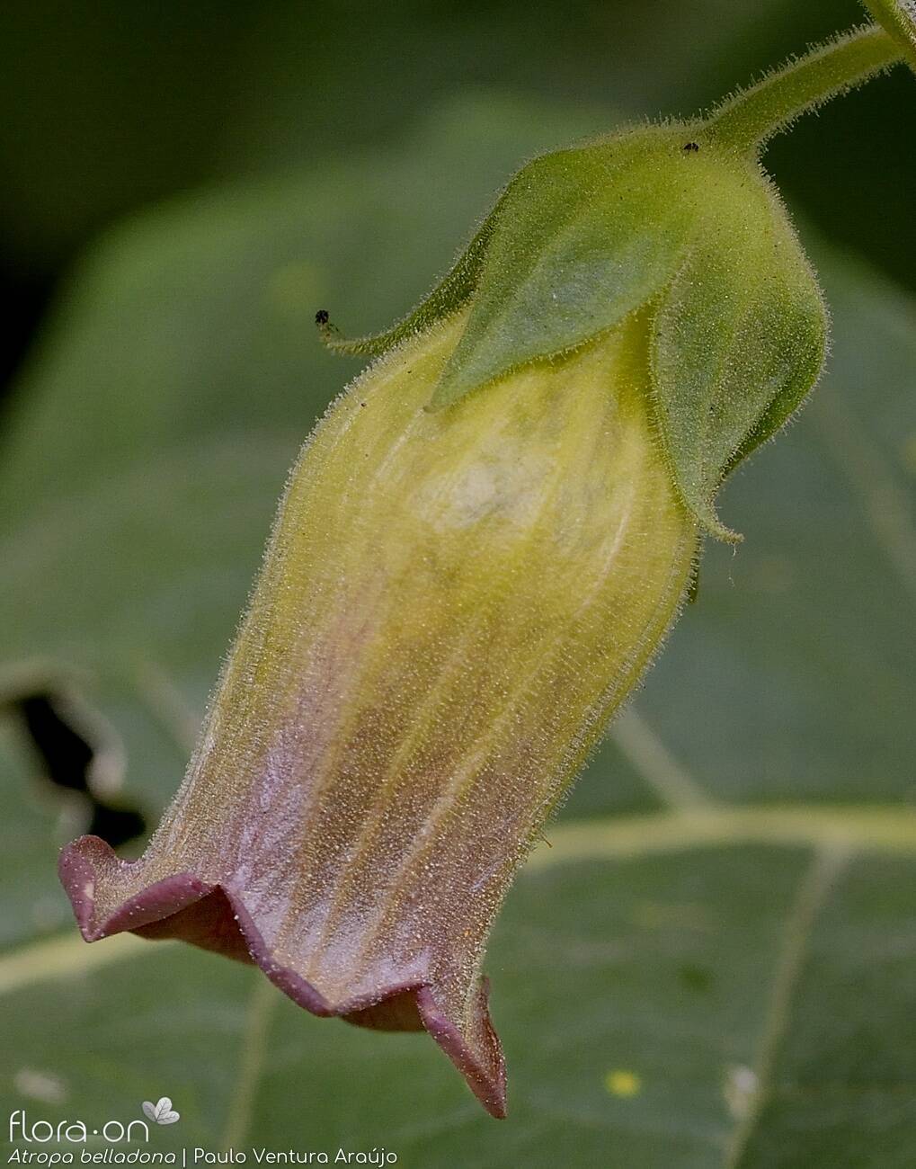 Atropa belladonna - Flor (close-up) | Paulo Ventura Araújo; CC BY-NC 4.0