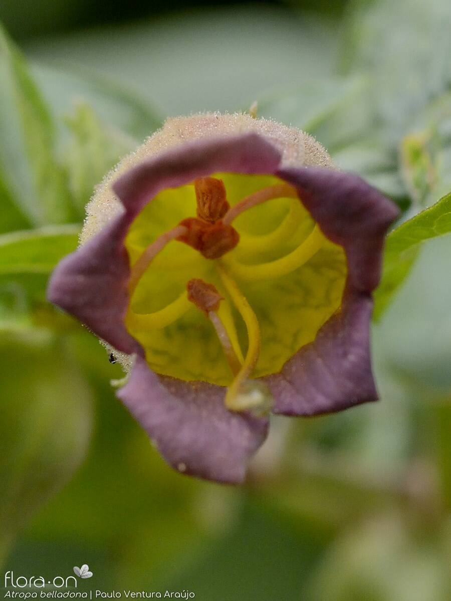 Atropa belladonna - Flor (close-up) | Paulo Ventura Araújo; CC BY-NC 4.0