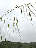 Avena barbata-(1)