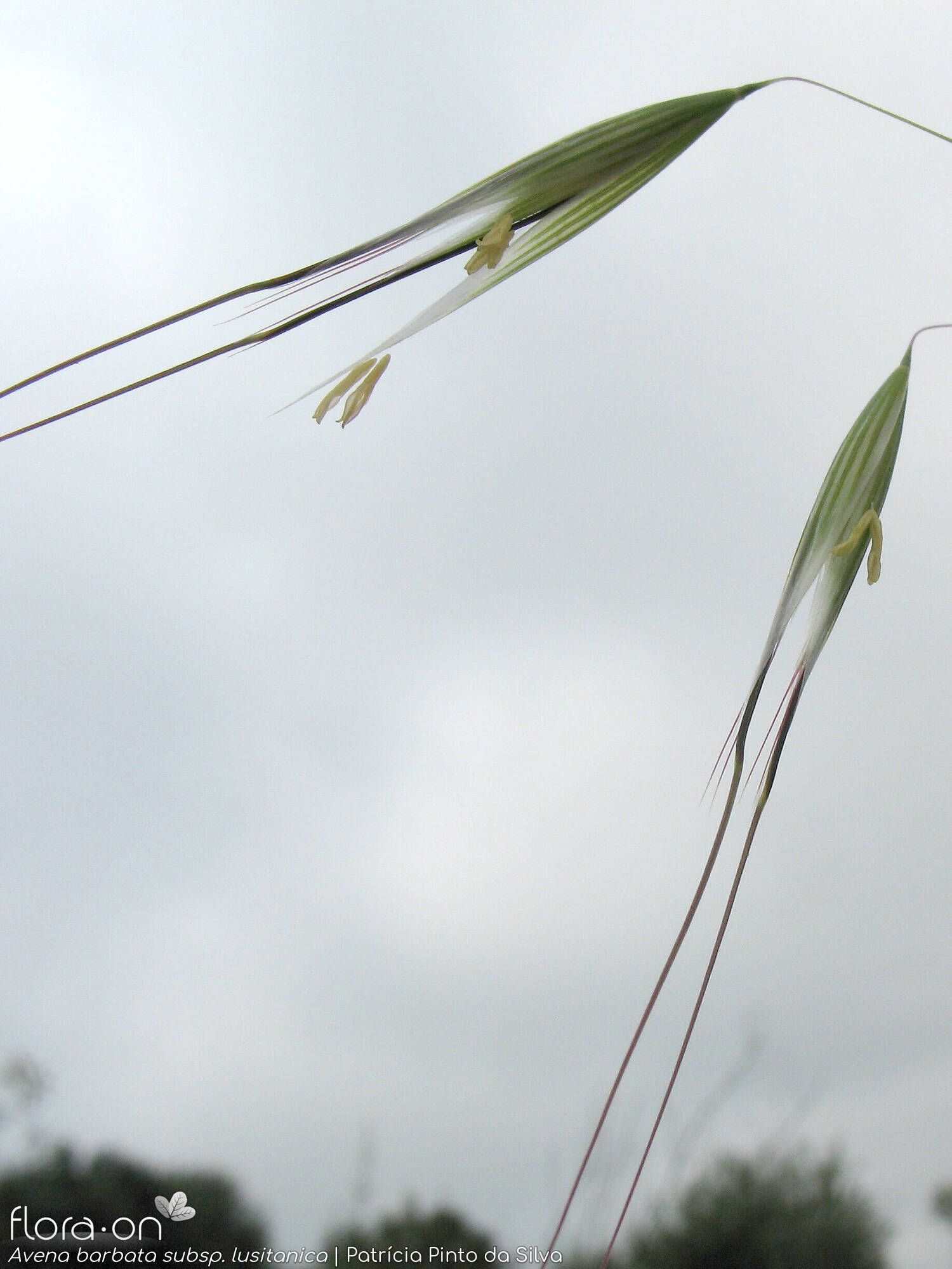 Avena barbata-(1) - Espigueta | Patrícia Pinto da Silva; CC BY-NC 4.0