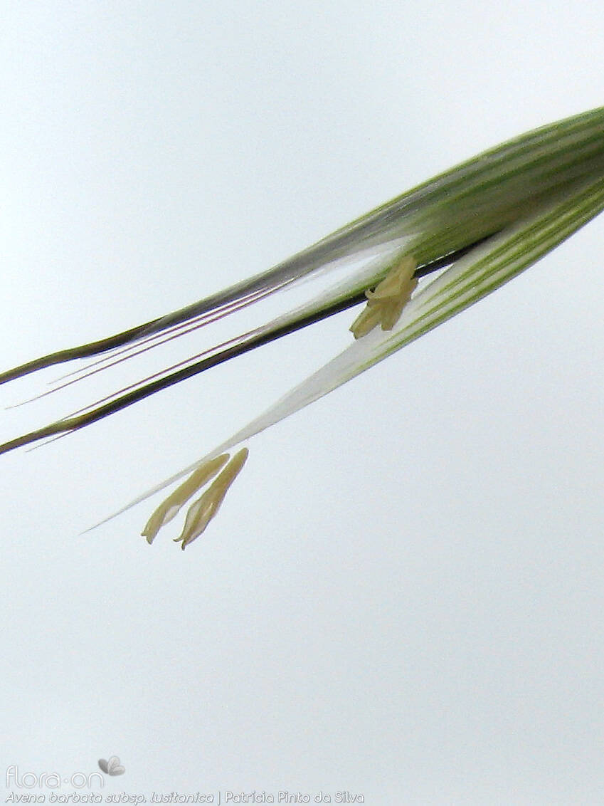 Avena barbata-(1) - Flor (close-up) | Patrícia Pinto da Silva; CC BY-NC 4.0