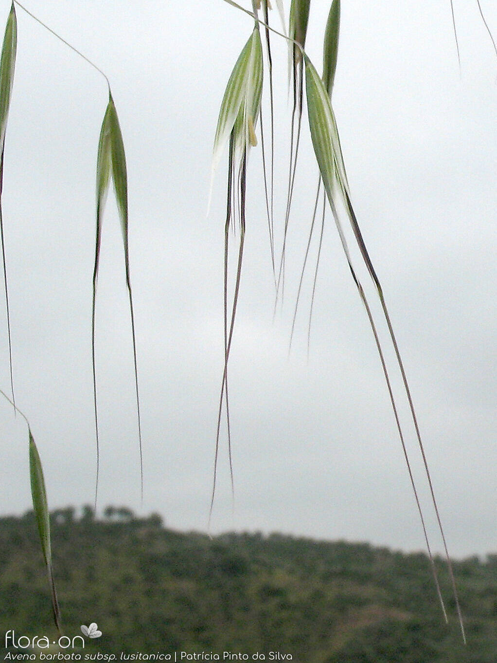 Avena barbata-(1) - Espigueta | Patrícia Pinto da Silva; CC BY-NC 4.0