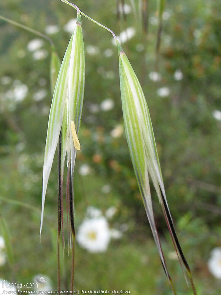 Avena barbata-(1) - Espigueta | Patrícia Pinto da Silva; CC BY-NC 4.0
